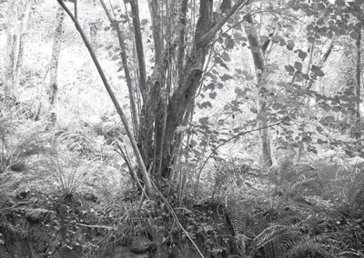 Del pecho a la palbra. Biblioteca LIJera. Publicaciones Pantalia, Gestiones Culturales